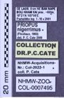 Etiketten zu Priopus nigerrimus (NHMW-ZOO-COL-0007495)